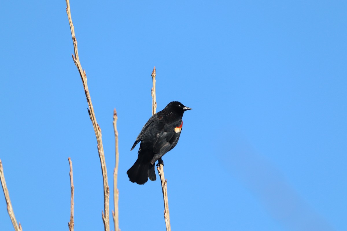 Red-winged Blackbird - ML618149372