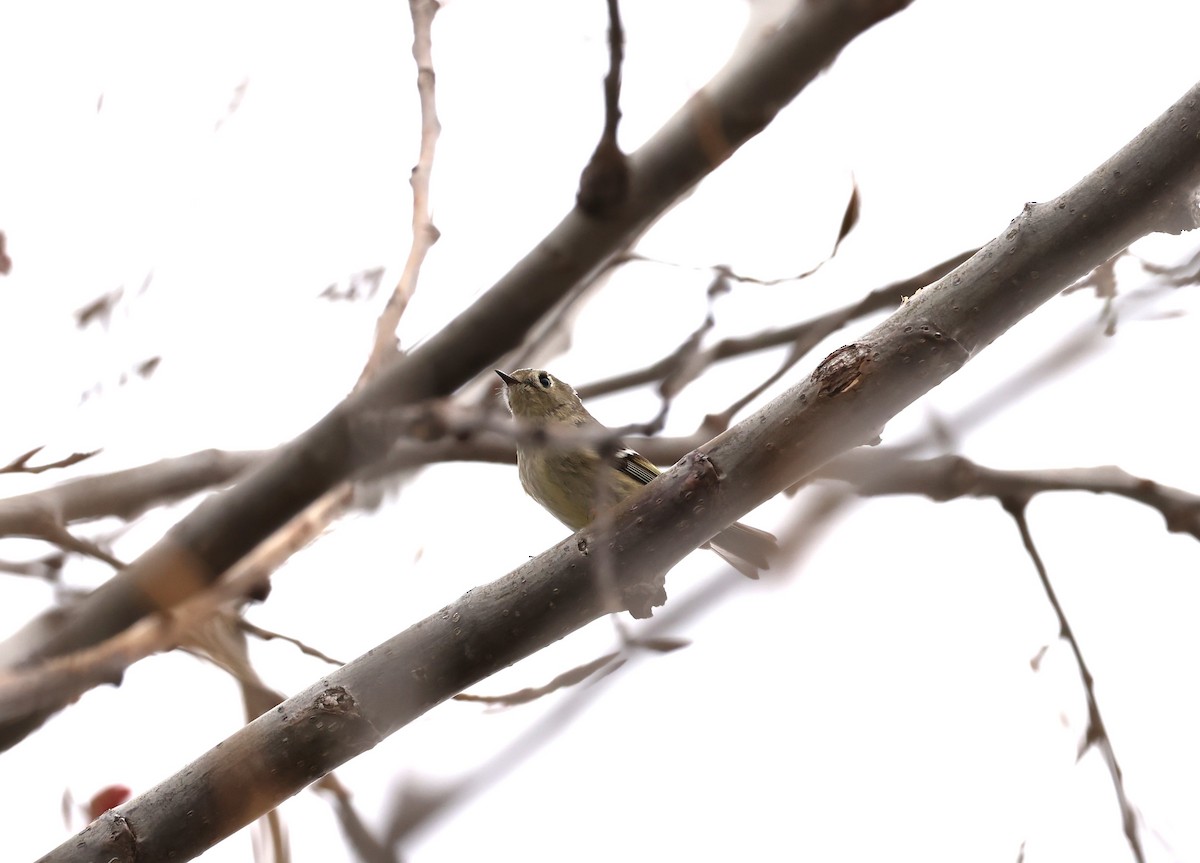 Ruby-crowned Kinglet - Marie Provost