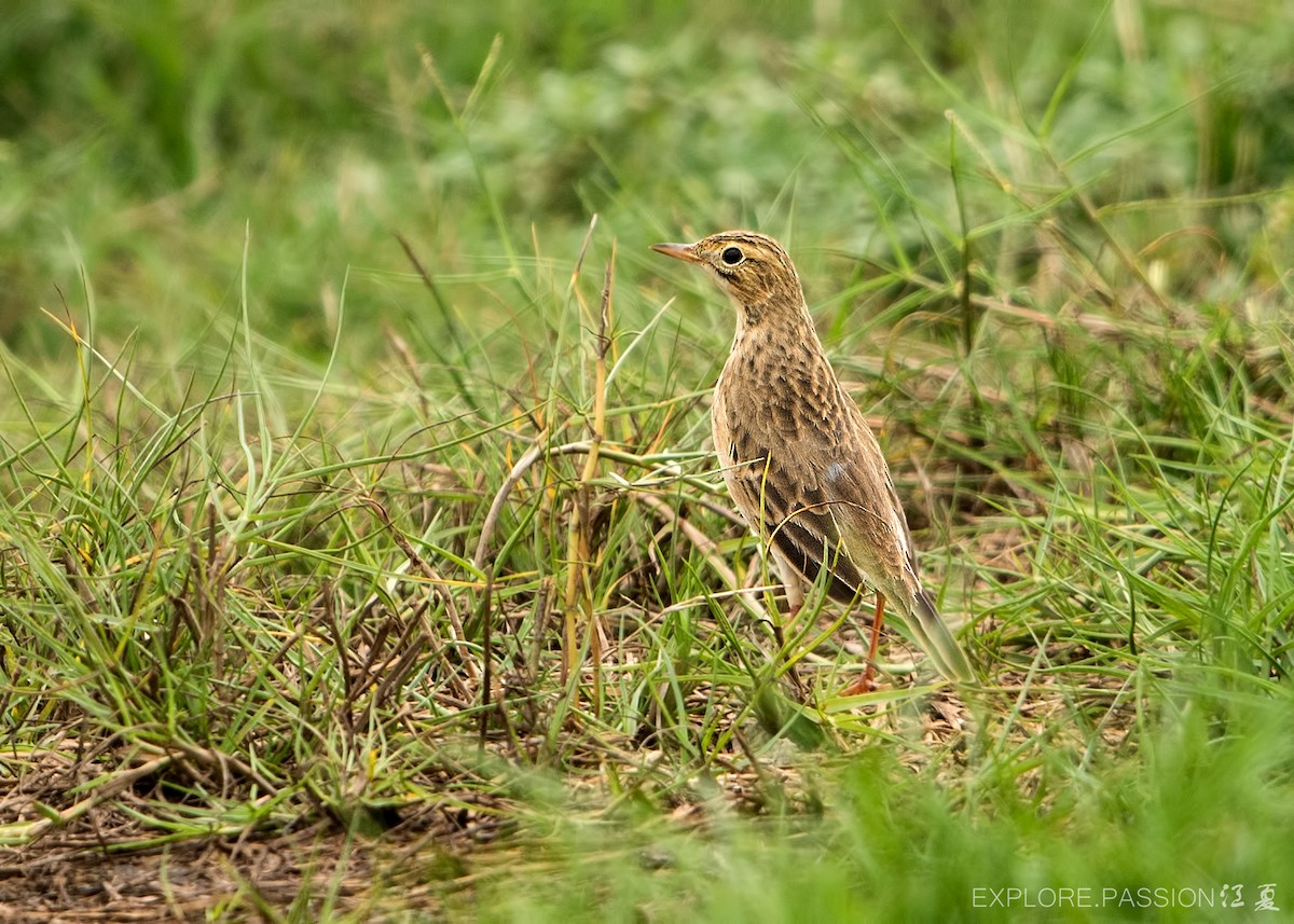 Richard's Pipit - ML618149376