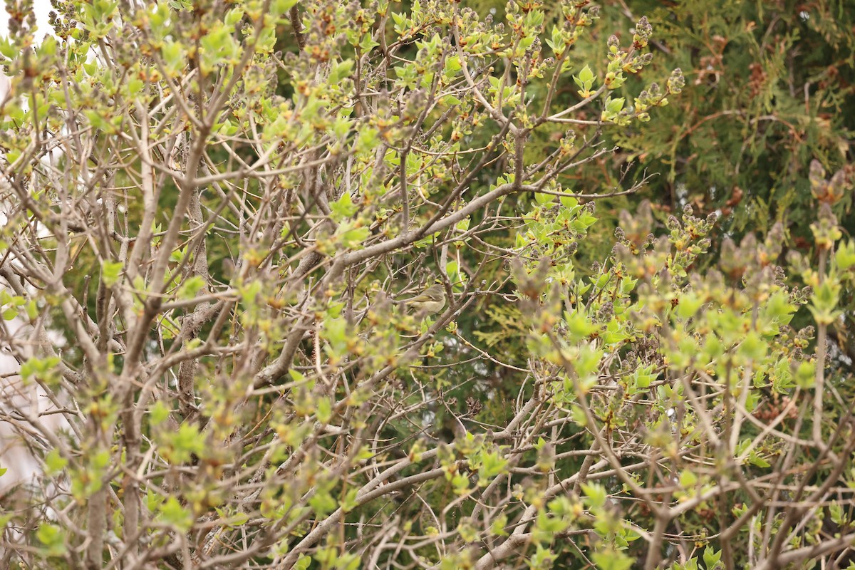 Ruby-crowned Kinglet - Marie Provost