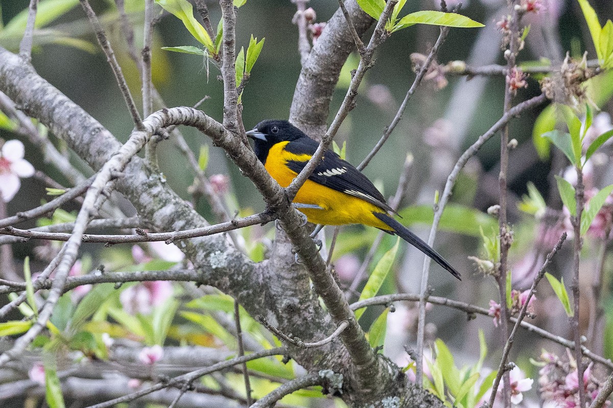 Bar-winged Oriole - ML618149381