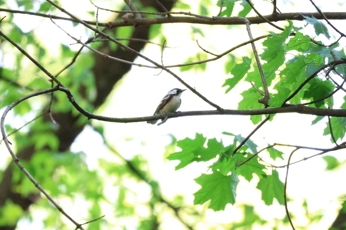 Chestnut-sided Warbler - Sebastian Martin