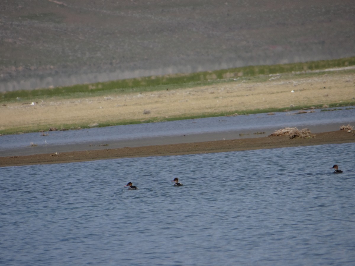 Red-breasted Merganser - Carl Lundblad