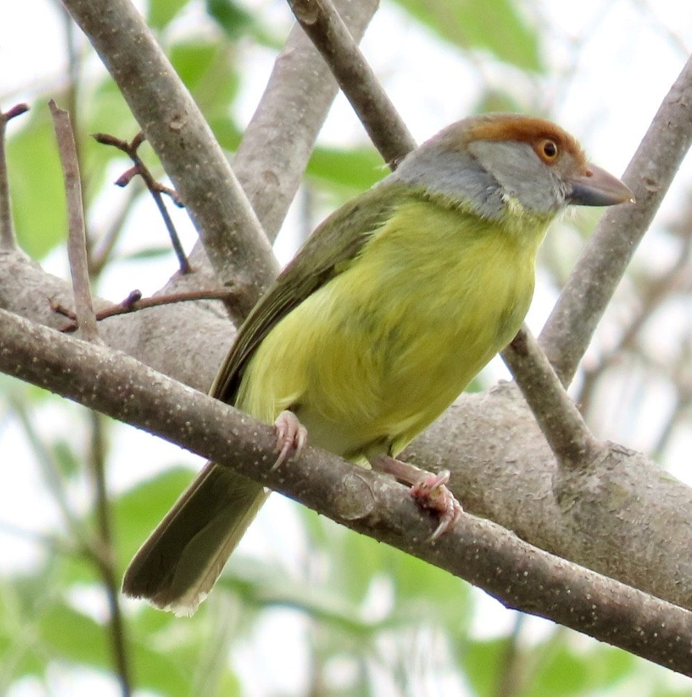 Rufous-browed Peppershrike - ML618149442