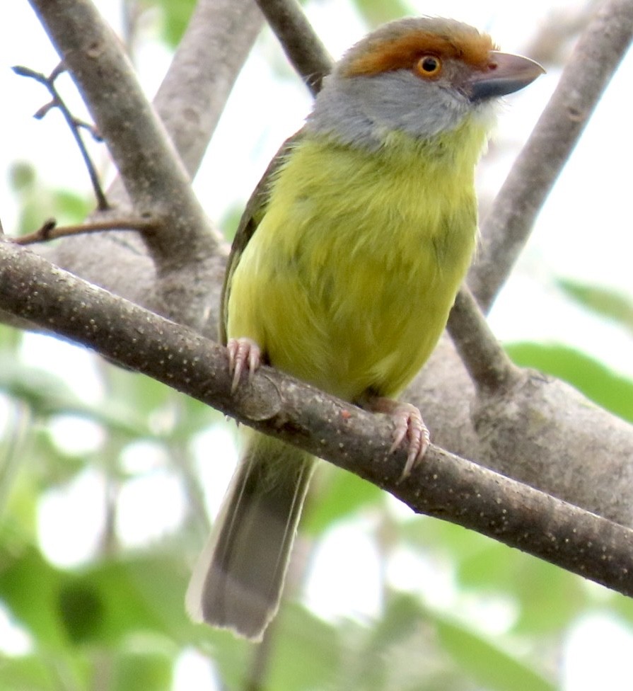 Rufous-browed Peppershrike - ML618149443