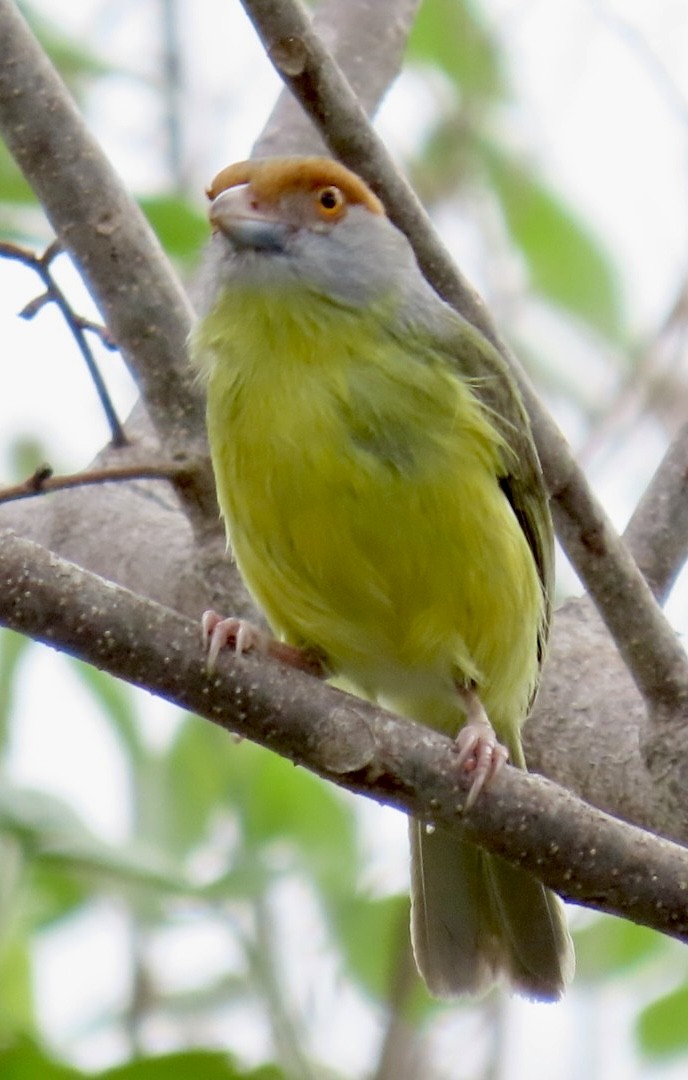 Rufous-browed Peppershrike - Carlos Sanguinetti