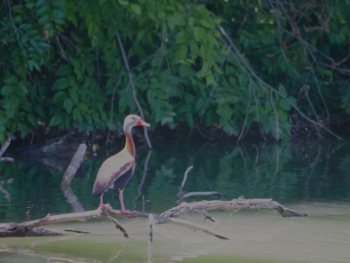 Black-bellied Whistling-Duck - Paul Linton