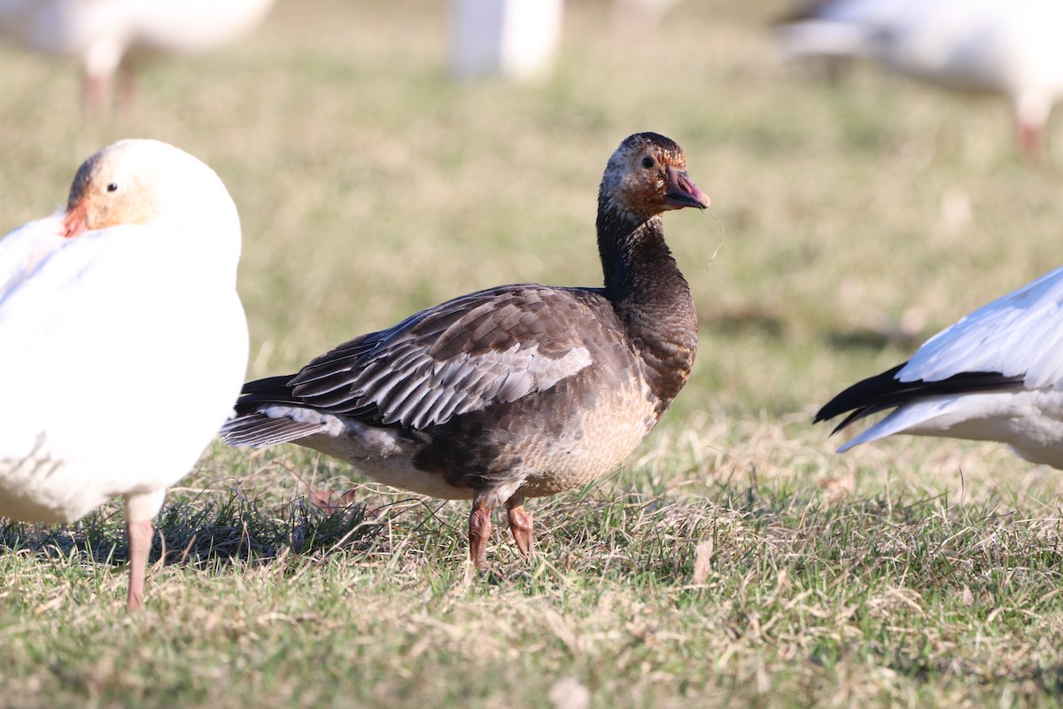 Snow x Ross's Goose (hybrid) - ML618149464