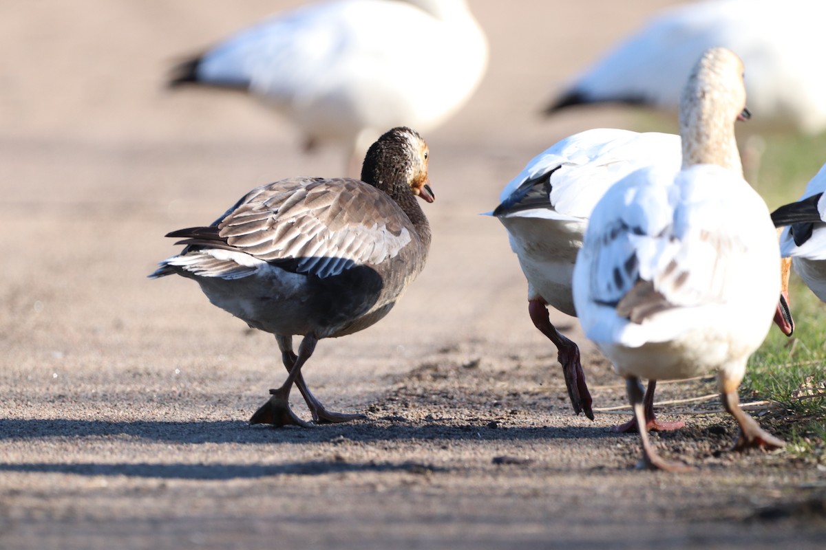 Snow x Ross's Goose (hybrid) - ML618149465