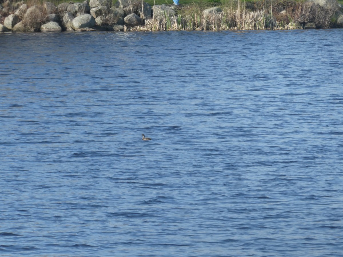 Pied-billed Grebe - ML618149474