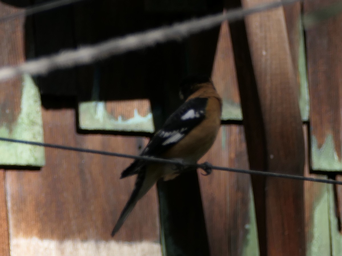 Black-headed Grosbeak - Nancy Houlihan