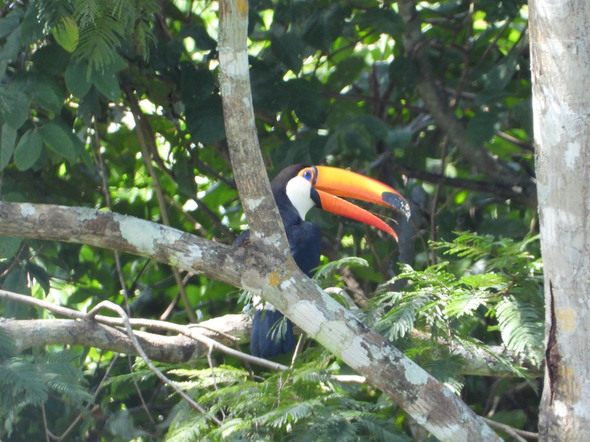 Toco Toucan - Rogerio Eduardo  Almeida Barboza