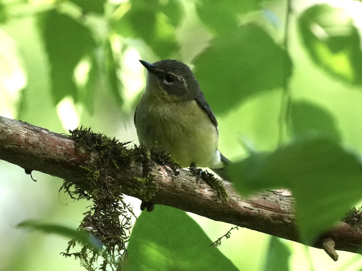 Black-throated Blue Warbler - Tami Reece