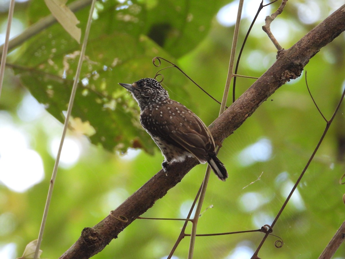 White-wedged Piculet - Rogerio Eduardo  Almeida Barboza