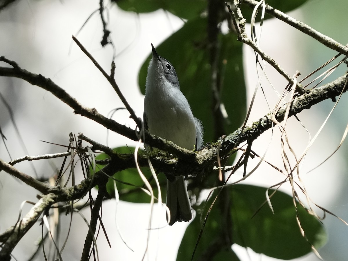 Blue-gray Gnatcatcher - Tami Reece