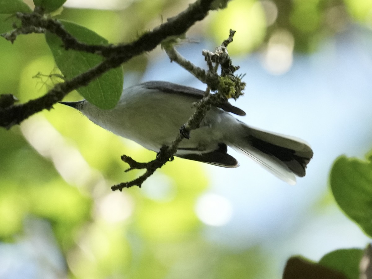 Blue-gray Gnatcatcher - Tami Reece