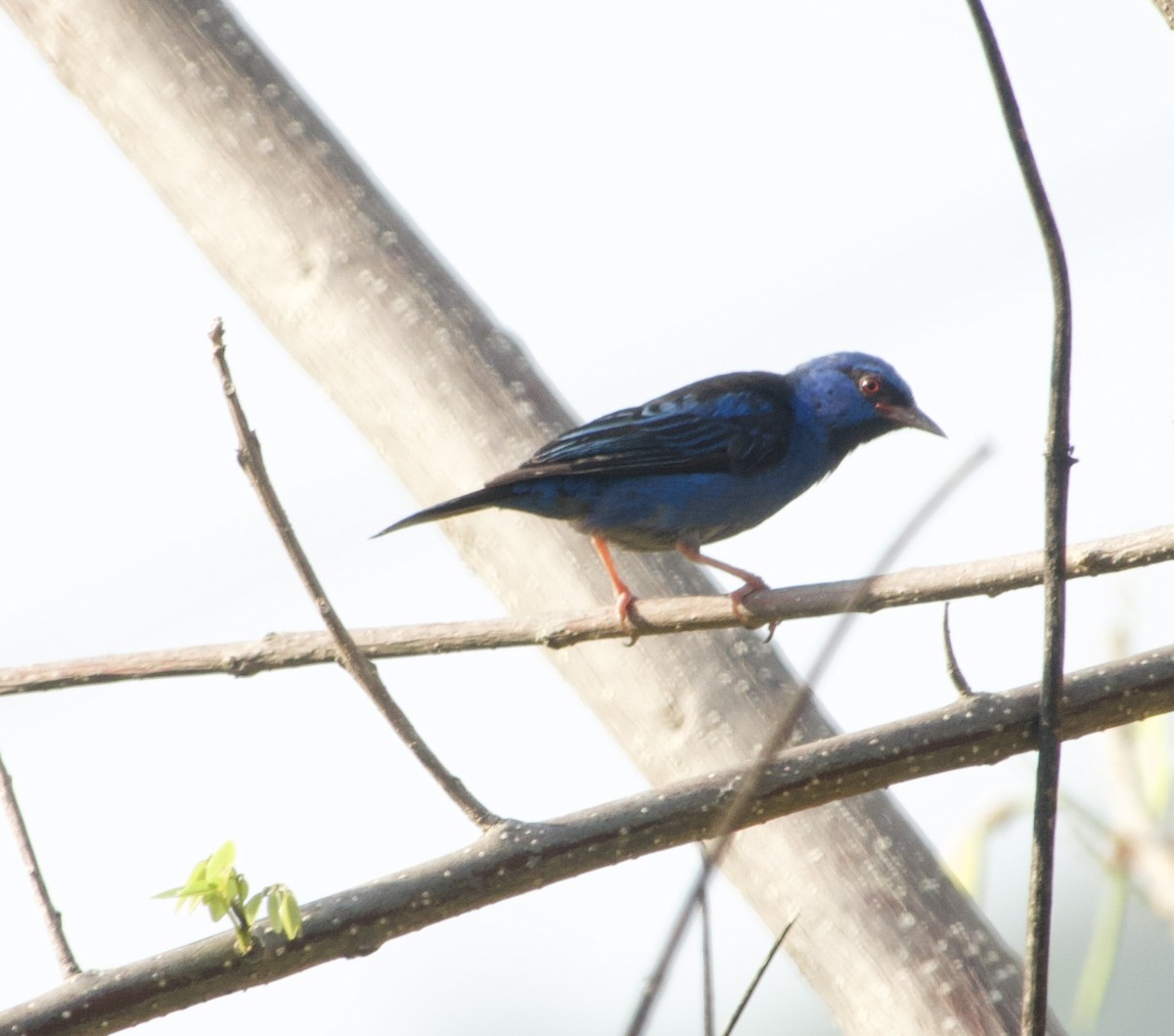 Blue Dacnis - Maria Isabel Mantilla Mantilla