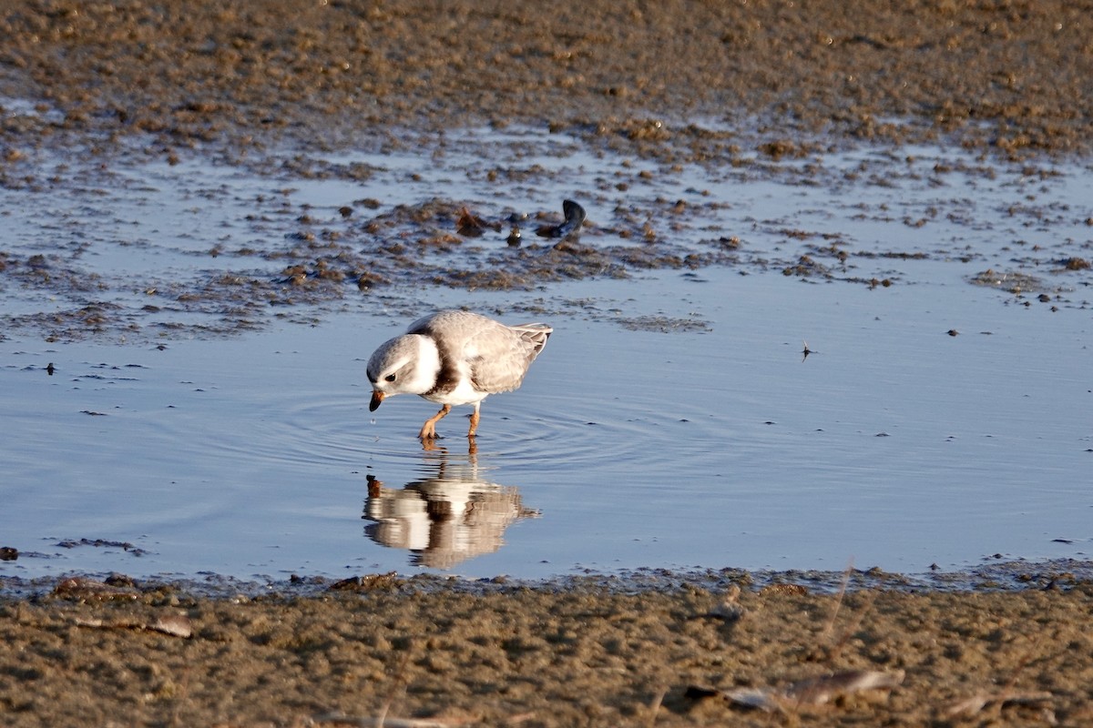 Piping Plover - ML618149550