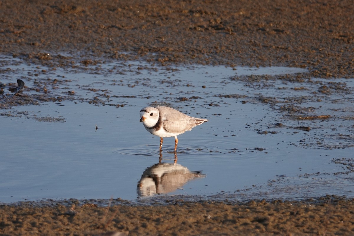 Piping Plover - ML618149551