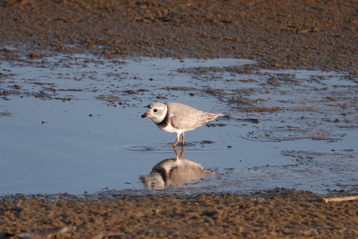 Piping Plover - ML618149552