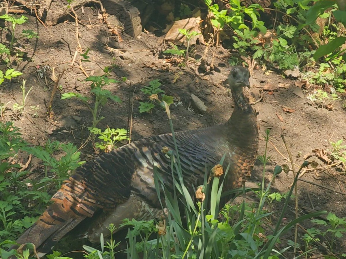 eBird Checklist - 29 Apr 2024 - Smiling Hogshead Ranch - 20 species