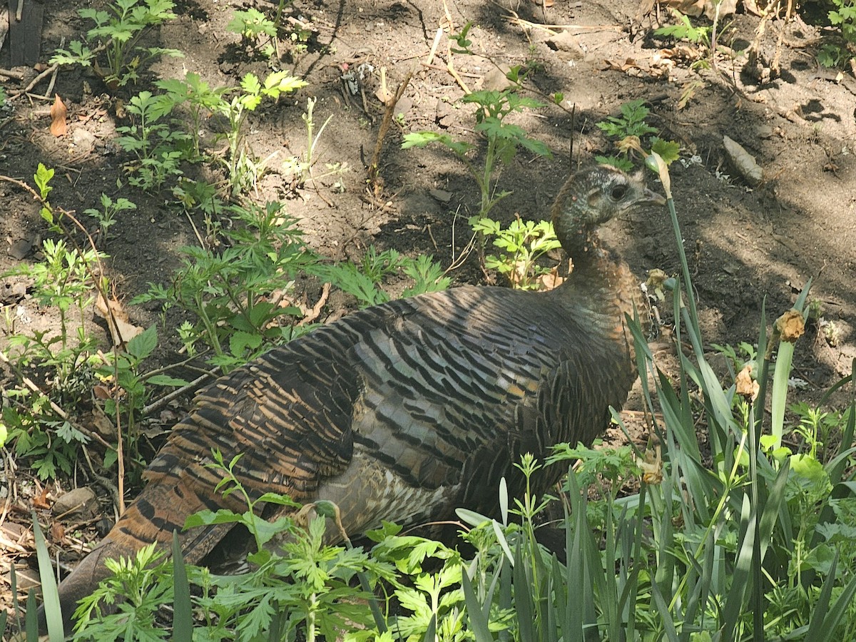 Wild Turkey - ML618149578