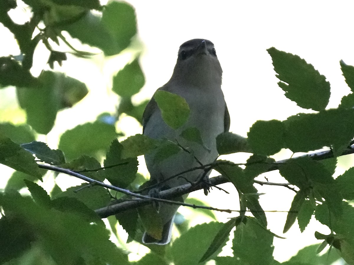 Red-eyed Vireo - ML618149583