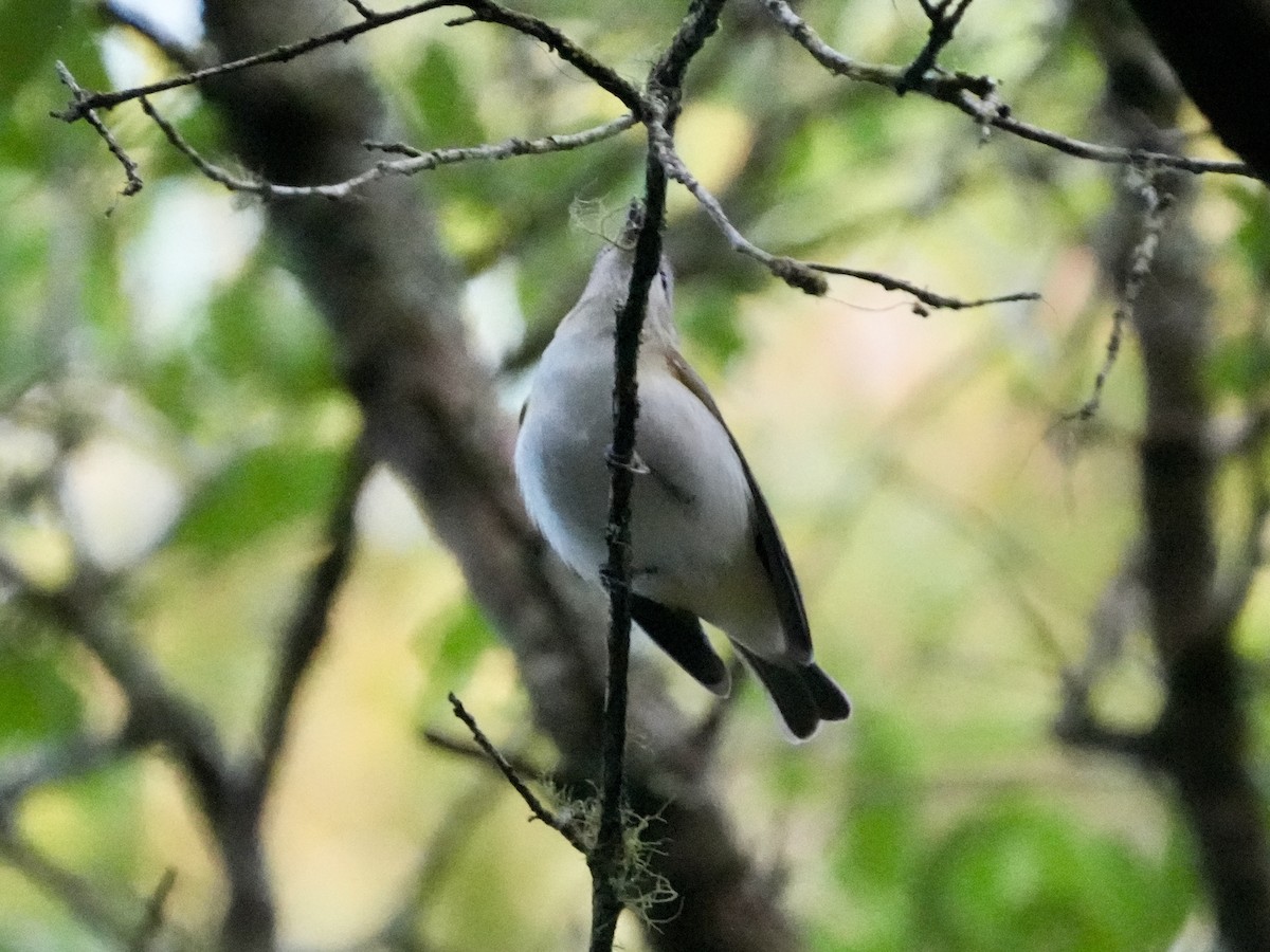 Red-eyed Vireo - Tami Reece