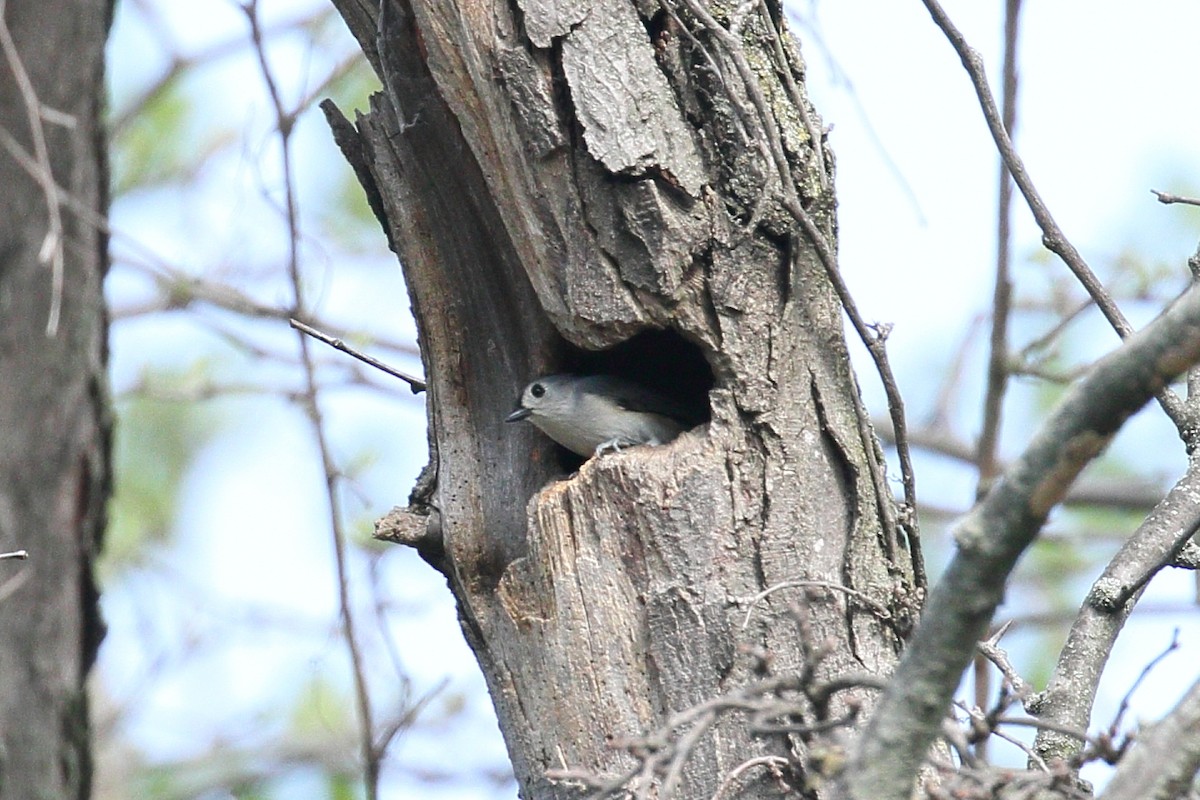 Tufted Titmouse - Tom Stayancho