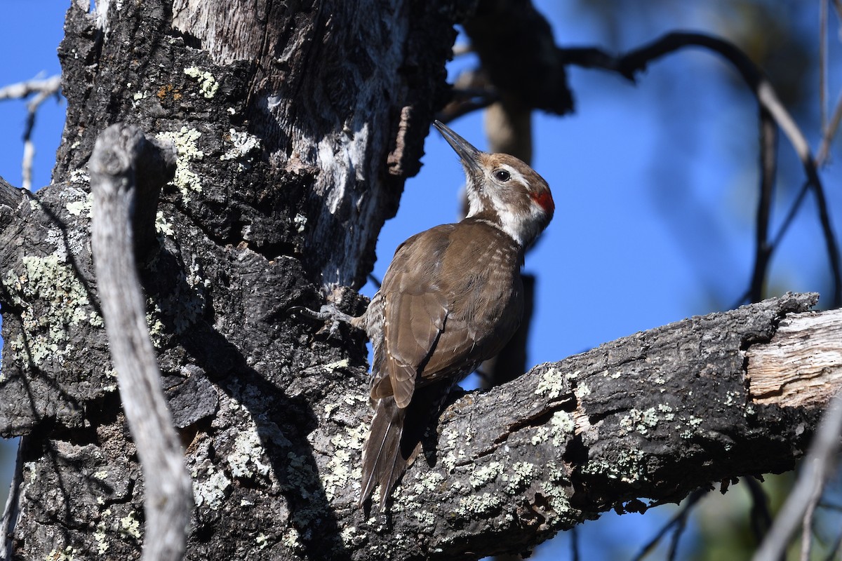 Arizona Woodpecker - ML618149599
