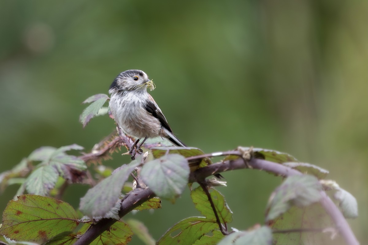 Long-tailed Tit - Matteo De Oliveira