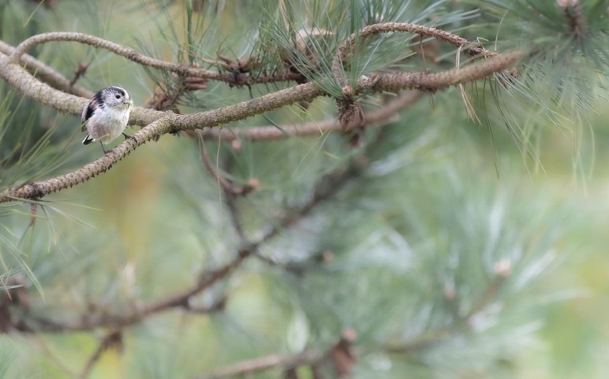 Long-tailed Tit - Matteo De Oliveira