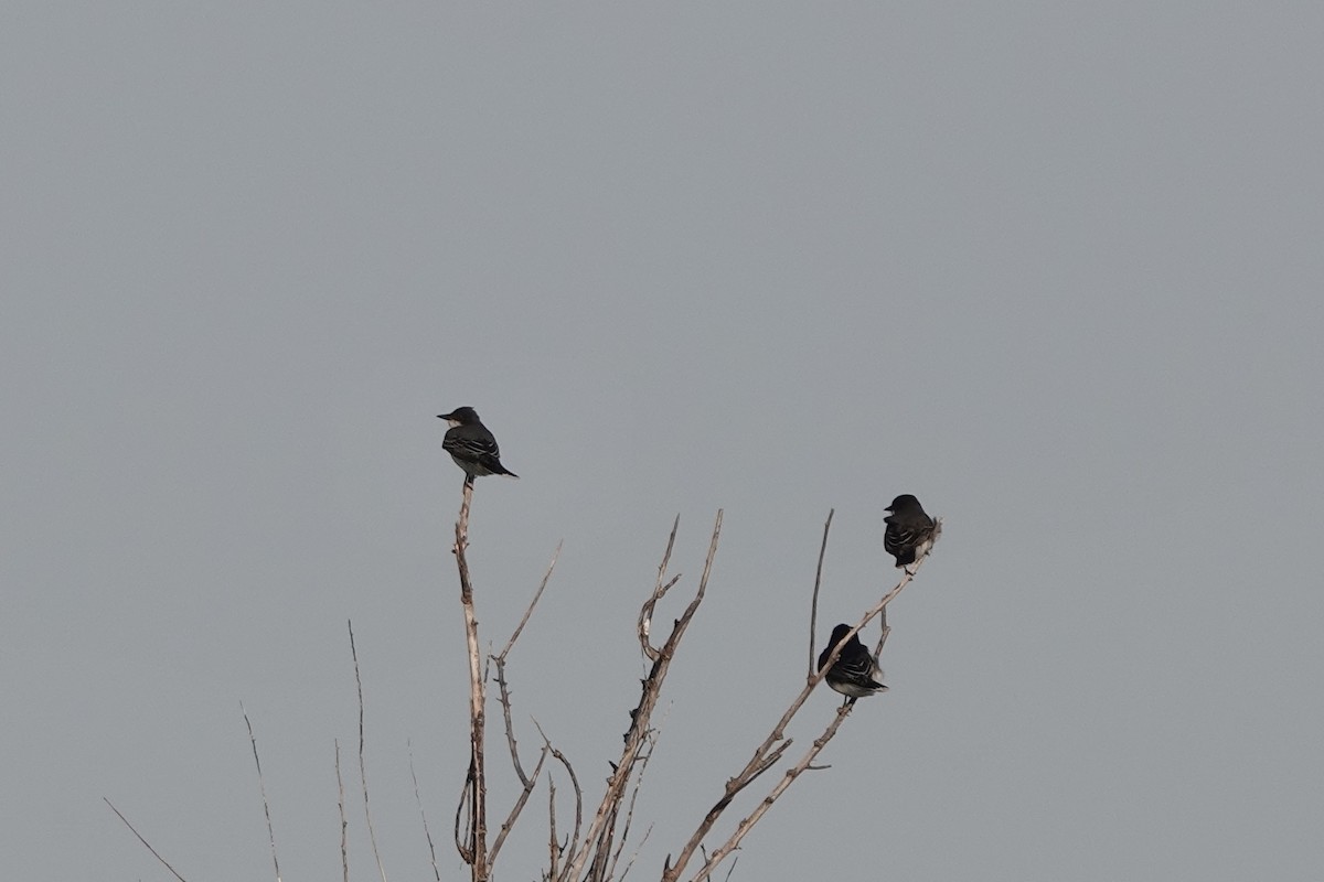 Eastern Kingbird - June McDaniels