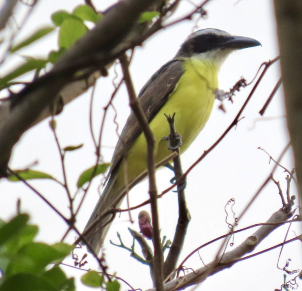 Boat-billed Flycatcher - Carlos Sanguinetti