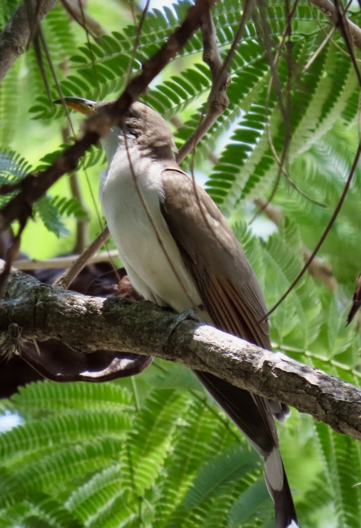 Yellow-billed Cuckoo - Carlos Sanguinetti