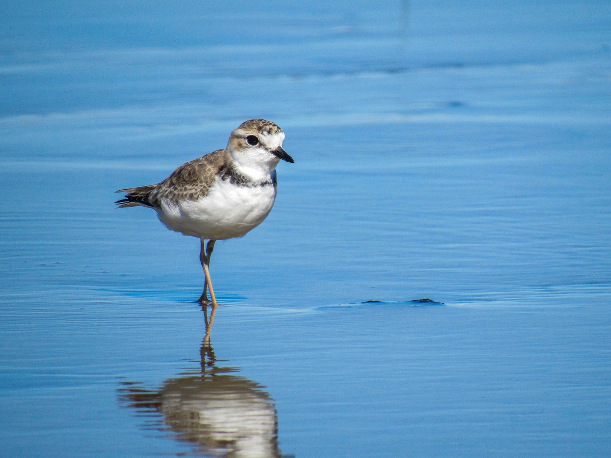 Collared Plover - ML618149697