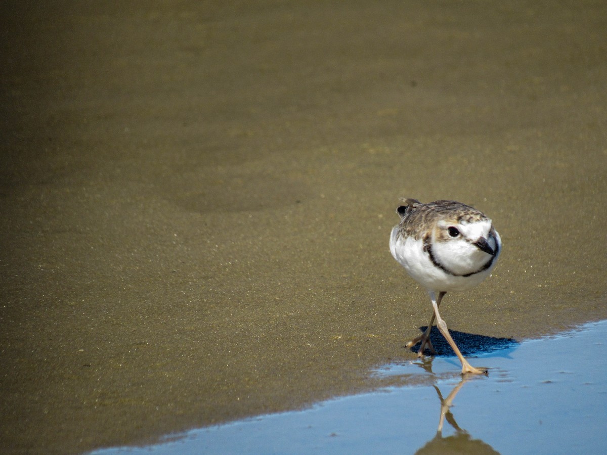 Collared Plover - ML618149698