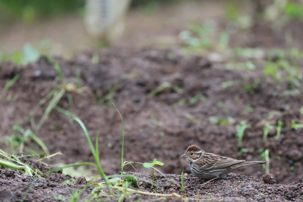 Little Bunting - Chi-Hsuan Shao