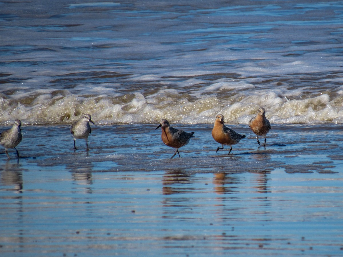 Red Knot - Luis  Weymar Junior