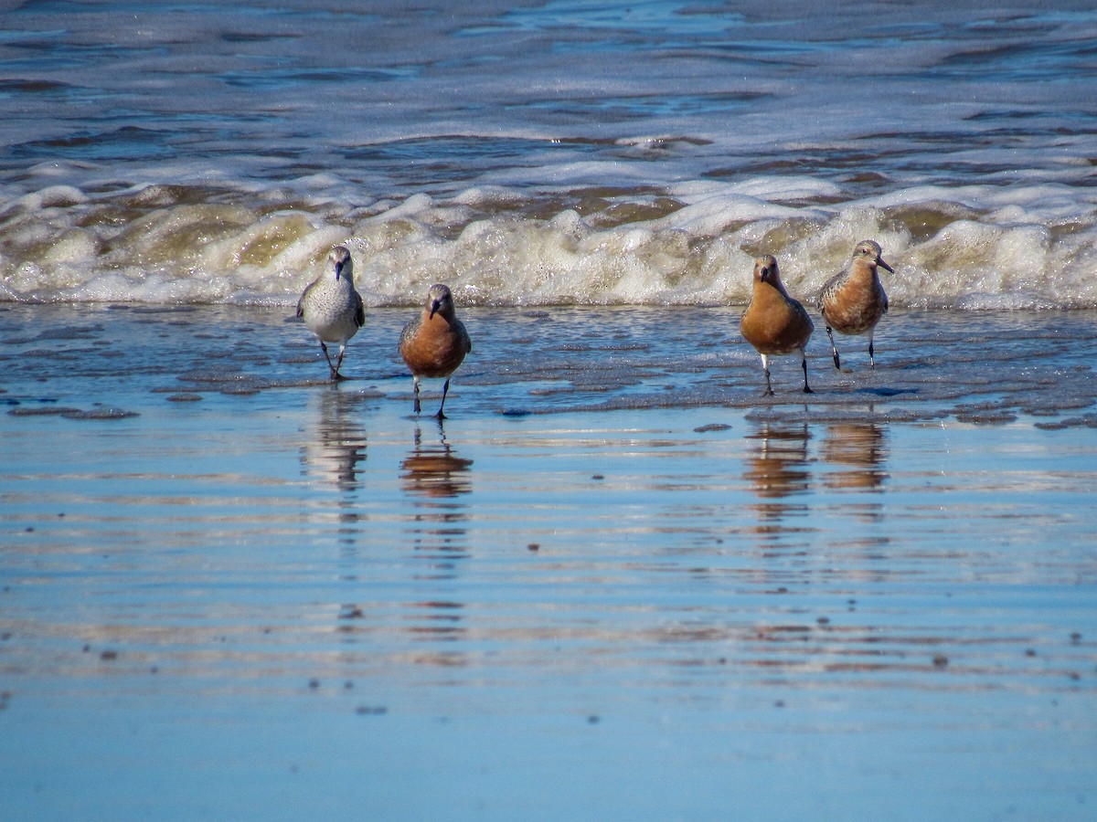 Red Knot - Luis  Weymar Junior