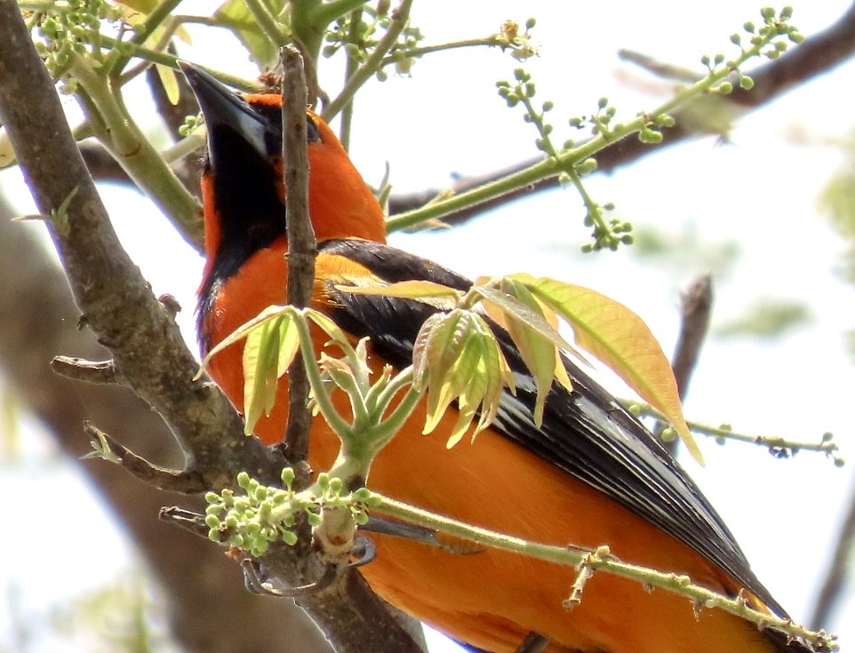 Streak-backed Oriole - Carlos Sanguinetti