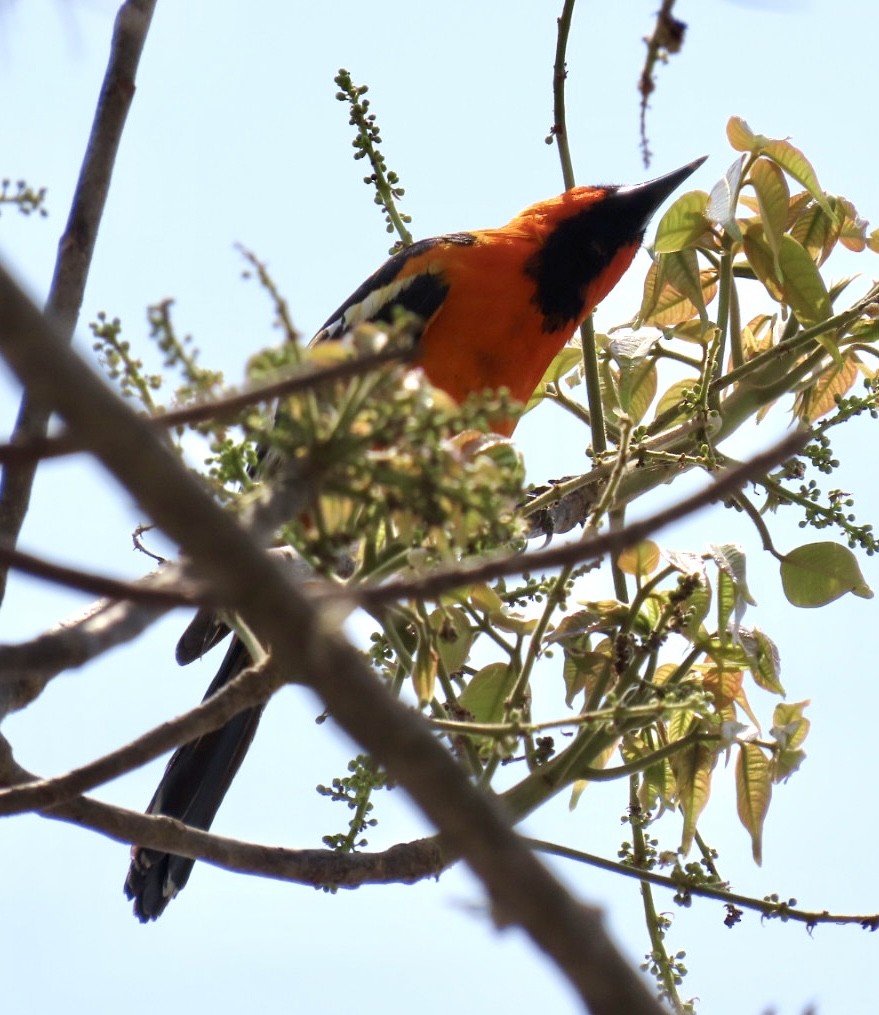 Streak-backed Oriole - Carlos Sanguinetti