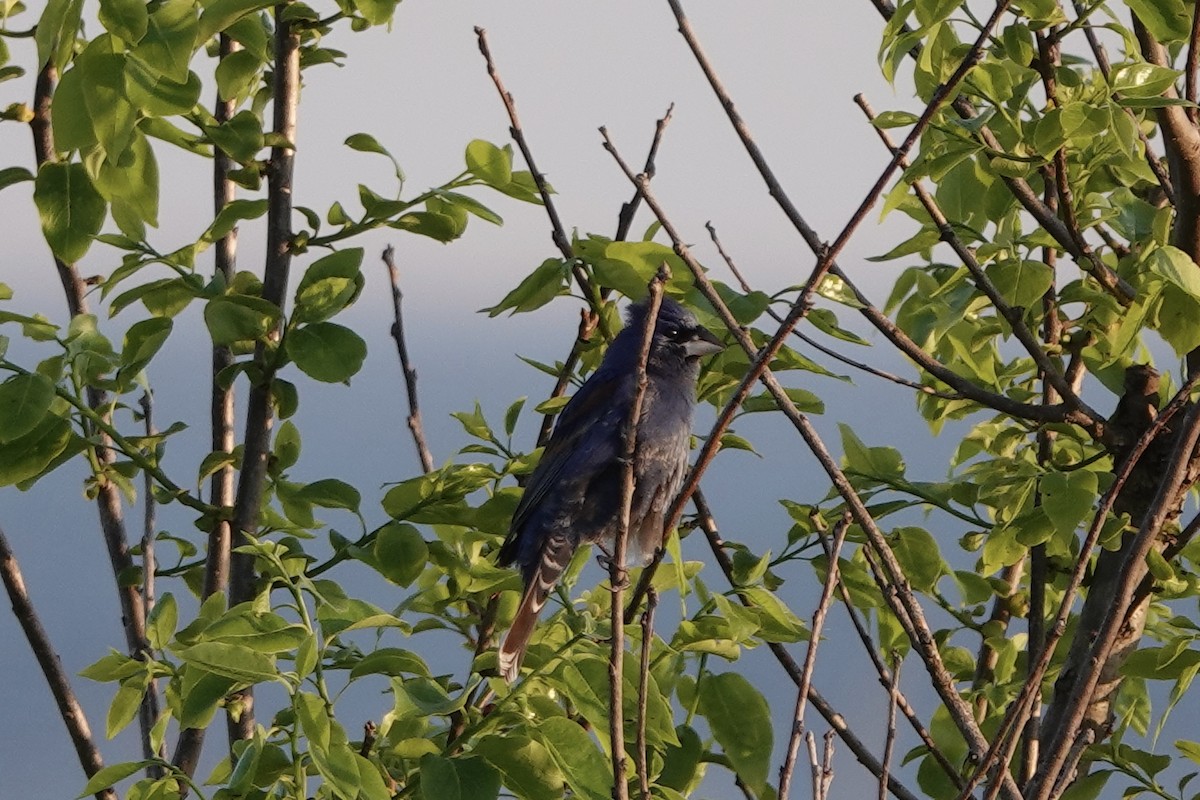 Blue Grosbeak - June McDaniels