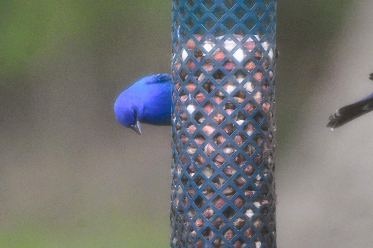 Indigo Bunting - Mark Greene