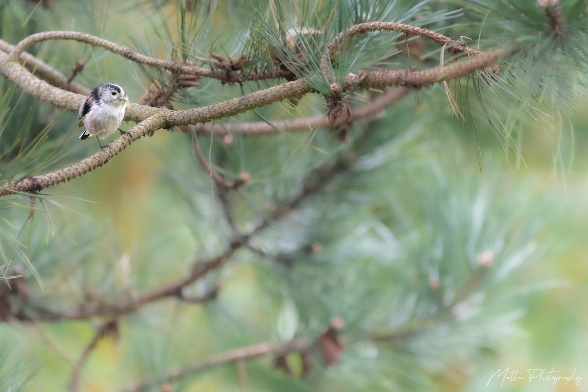 Long-tailed Tit - Matteo De Oliveira