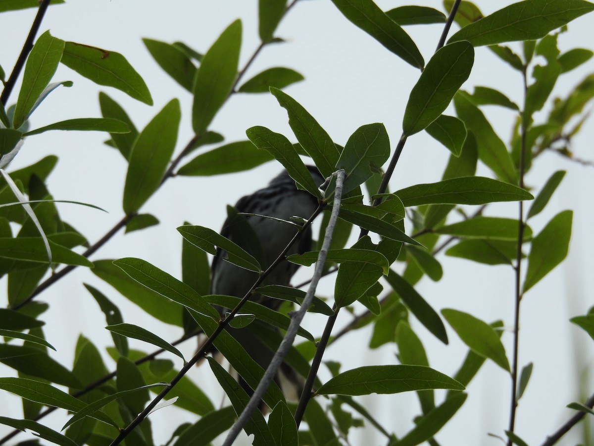 Blackpoll Warbler - Michael Weisensee