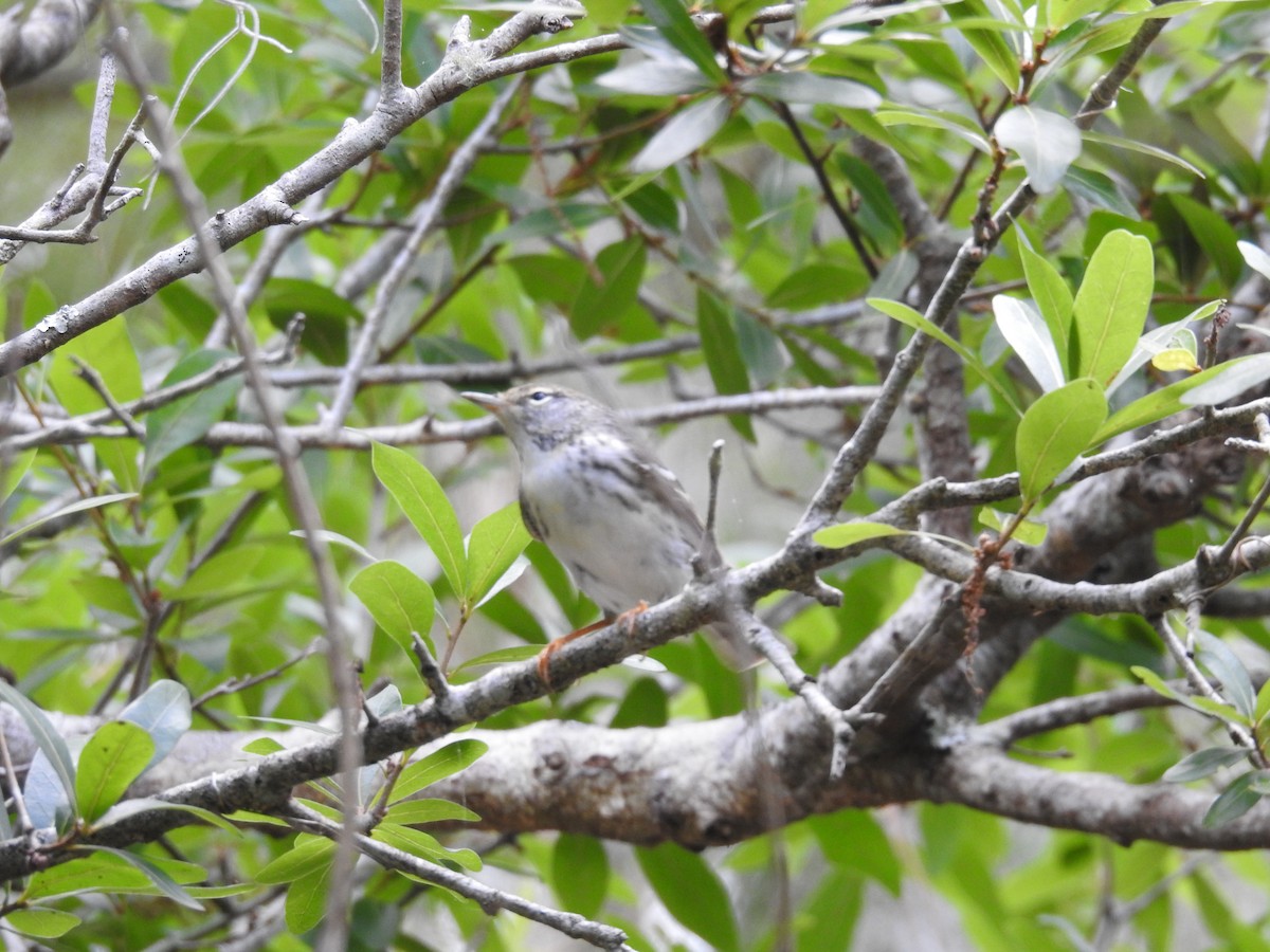 Blackpoll Warbler - Michael Weisensee