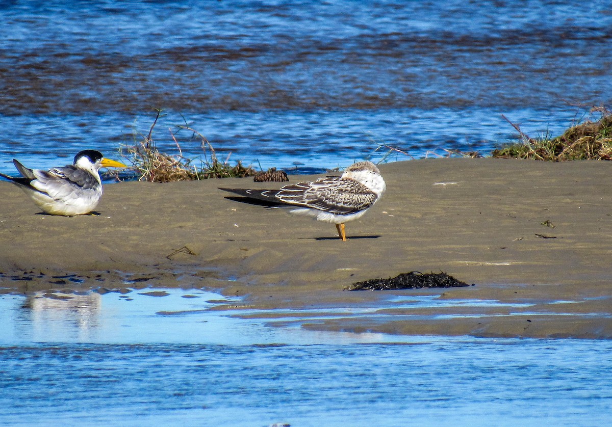 Black Skimmer - Luis  Weymar Junior