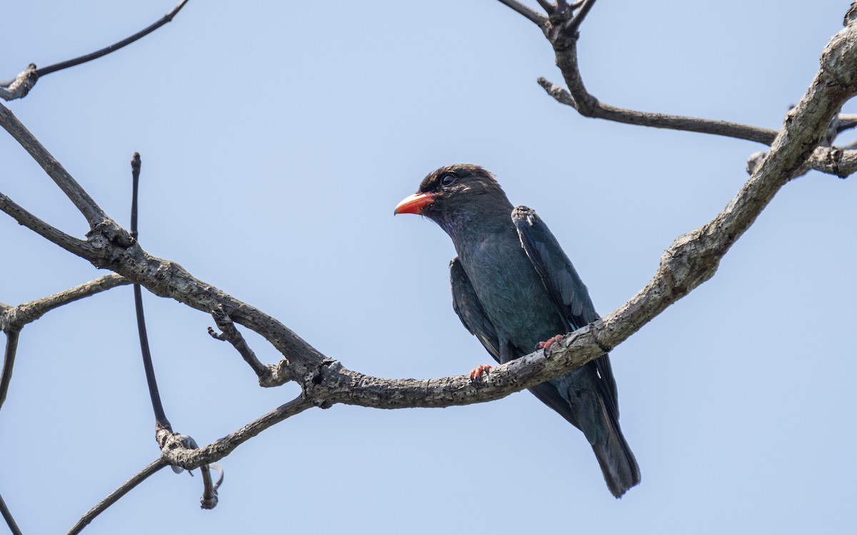 Dollarbird - Ashraf Anuar Zaini