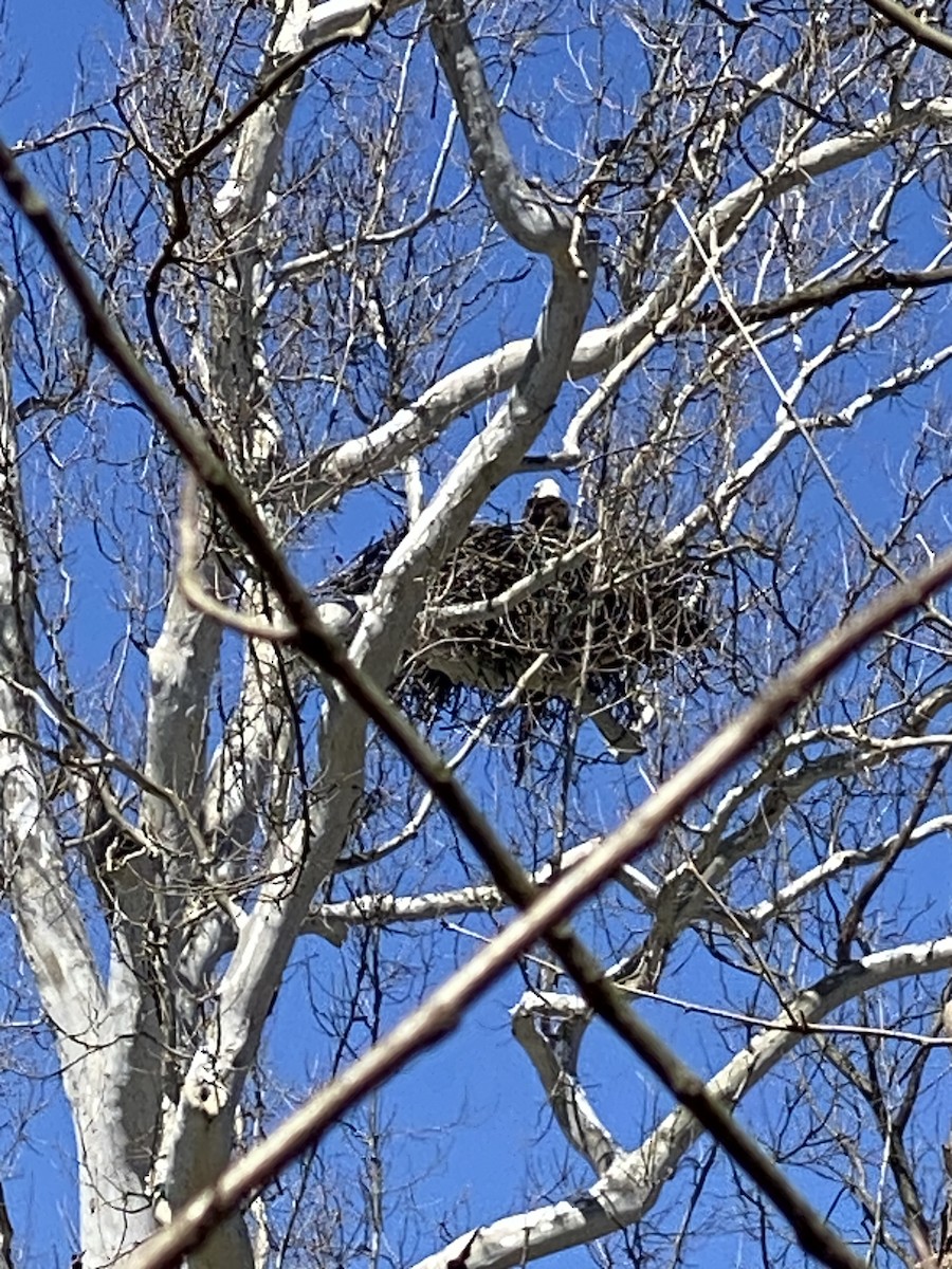 Bald Eagle - Jeryl Reed